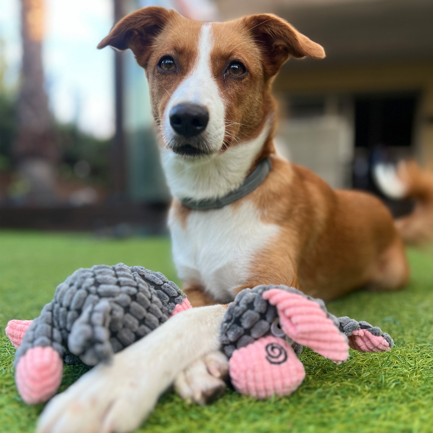 Todos los amigos · paquete de 8 juguetes para perros