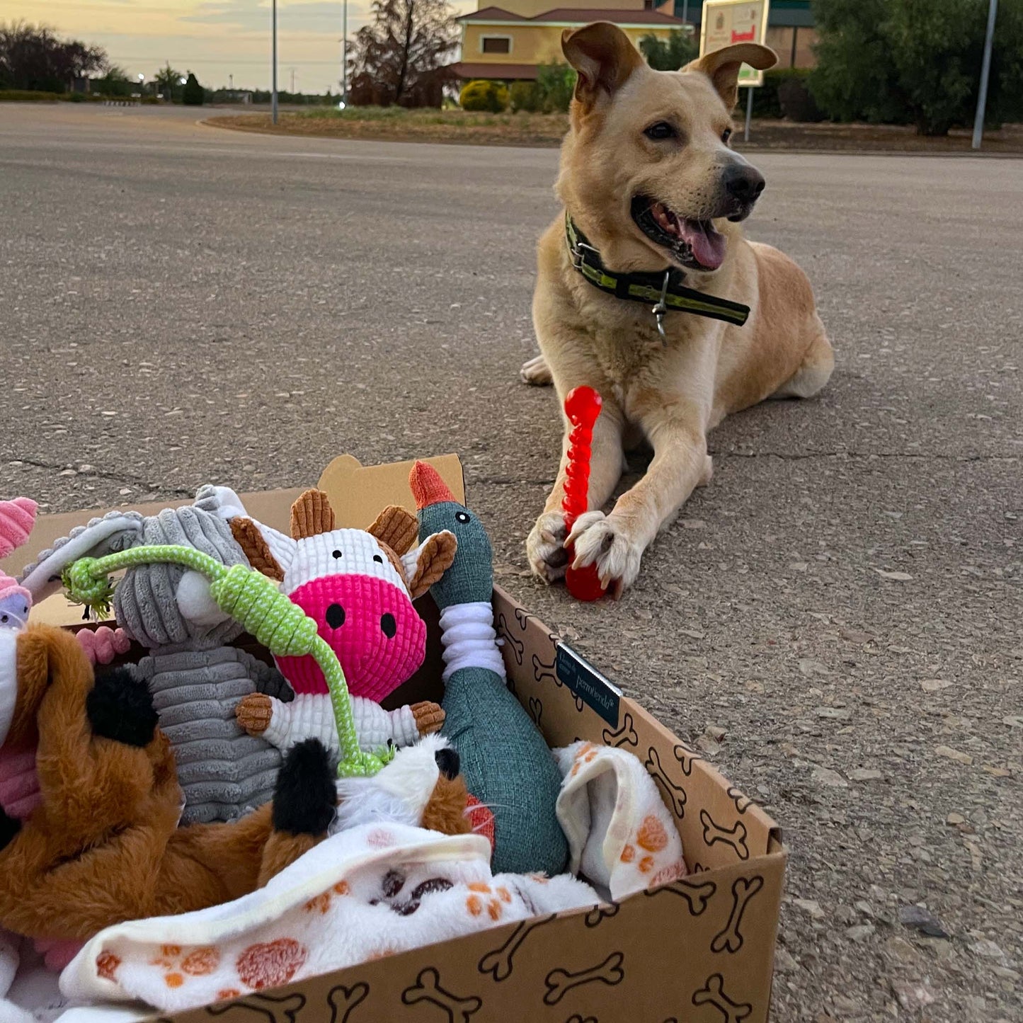 Juguete para masticar · juguete para perros