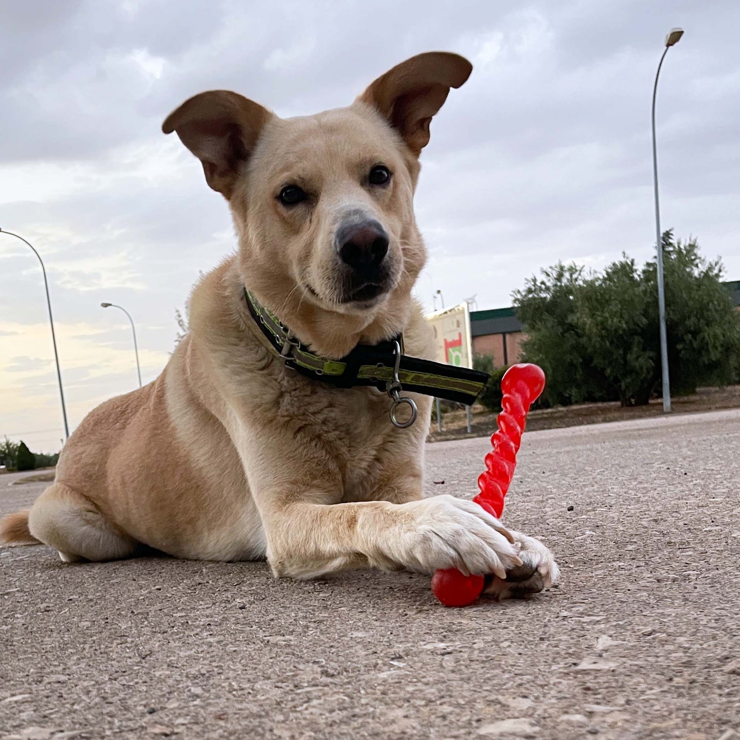 Juguete para masticar · juguete para perros